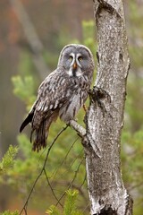 Strix nebulosa, Great grey owl
Puštík vousatý in fte flight