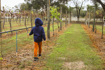 vineyard in Bradenton florida, child playing  