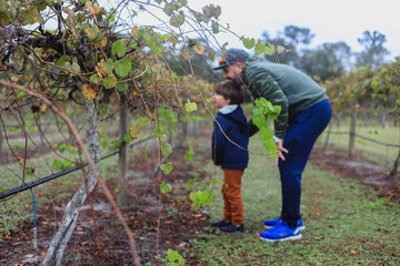 vineyard in Bradenton florida, child playing  