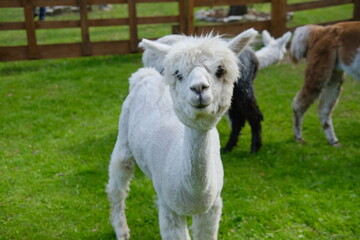 Colorful alpacas on a rural summer farm	