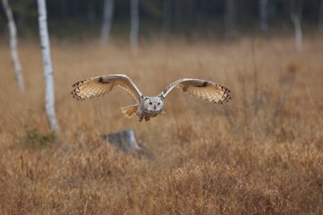 Bubo bubo sibiricus, Siberian eagle-owl, Výr velký západosibiřský. Autumn scene with Big Eastern Siberian Eagle Owl in the forest. 