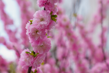 Blossoming sakura tree flower with selective focus on blurred background. Defocused backdrop copy space