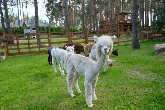 Colorful alpacas on a rural summer farm	