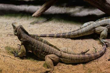 Iguana. Background with selective focus and copy space