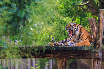 The tiger yawns sweetly. Background with selective focus and copy space