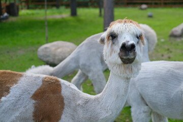Obraz premium Colorful alpacas on a rural summer farm 