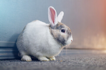 Cute beautiful pet rabbit in the room with fashionable trend color light. Background with selective focus