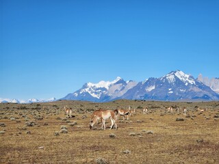 View of a guanaco in a field in Torres del Paine National Park, Chile