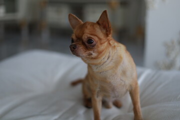 portrait of a chihuahua