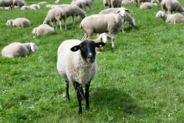 Schafherde mit Ziegen