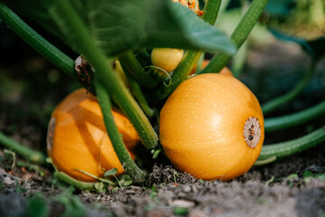 Raw round yellow zucchini vegetables growing on the ground with large leaves and tall stems in summer garden. Fresh colorful organic crop has glossy skin. Healthy food