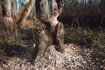 Beaver trees. Evidence of beaver's activity. Trees damaged by protected animal. Rodent habitat in spring in nature.