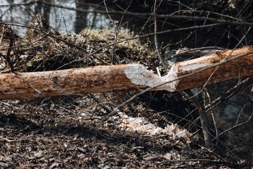 Beaver trees. Tree trunk twinged and felled by beaver. Evidence of beaver's activity. Trees damaged by protected animal. Rodent habitat in spring in nature.