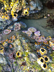 Tide pool creatures including sea anemone, decorator crabs, barnacles and itty bitty living things 
