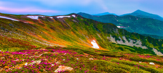  blooming pink rhododendron flowers, amazing panoramic nature scenery, Carpathian mountains, Ukraine, Europe