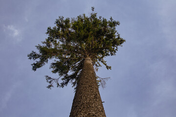 Two tall pines view from below against a clear sky 