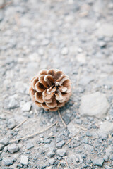 Pinecone on stone ground close-up