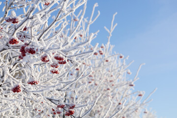 Covered with frost branches of a rowan bush with red berries against the background of a blue winter sky