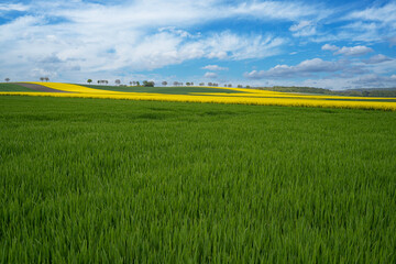 Blühende Rapsfelder wechseln sich mit grünen Getreidefeldern ab, soweit das Auge reicht.