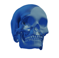 Obraz premium skull skeleton 