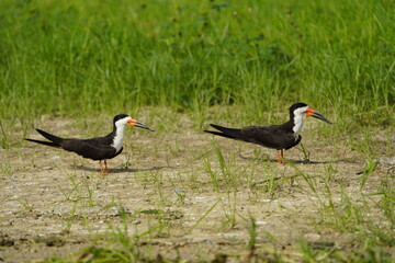 Black skimmer (Rynchops niger) is a tern-like seabird, Laridae family. Amazonas, Brazil.