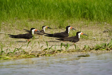 Black skimmer (Rynchops niger) is a tern-like seabird, Laridae family. Amazonas, Brazil.