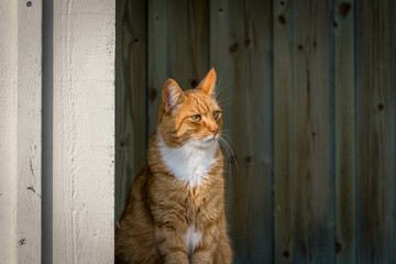 Chat sur un port Su&eacute;dois