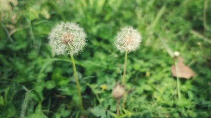 dandelion in the field