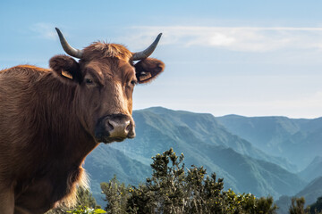 L'harmonie des éléments