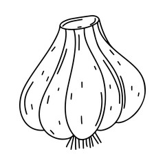 Garlic in hand drawn doodle style. Vector illustration. Farm market product. Coloring book pake for kids.