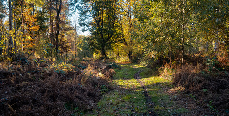 Temperate English woodland in sunlight with autumn colours. Oakley Wood, Warwickshire, England UK.