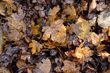 Frost-covered fall leaves on the ground, close-up.