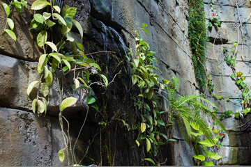 Water flowing from a stone wall with creeping vines around it