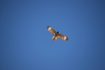 nadir view of hawk gliding alone with blue sky background