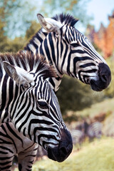 Fototapeta na wymiar profile portrait of a pair of zebras