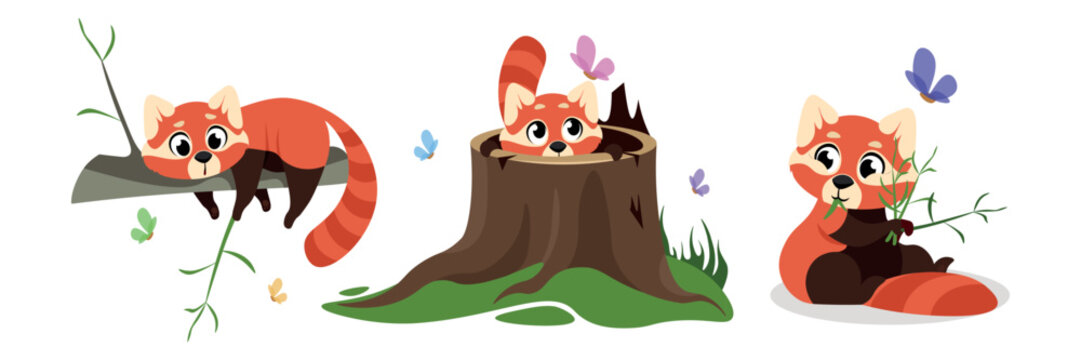 Vector illustration of cute and beautiful red panda in cartoon style. Charming characters are a red panda lying on a branch, looking at a butterfly from the hollow of a stump, eating bamboo.