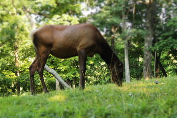 Obraz na płótnie Canvas Elk grazing.