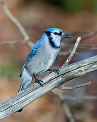 Blue Jay Photo and Image. Close-up perched on a branch with a blur forest background in the forest environment and habitat surrounding displaying blue feather plumage wings. Picture. Portrait.