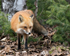 Red Fox Photo Stock. Fox Image. Close-up profile view between coniferous branches and birch tree background in the spring season displaying fox tail, fur, in its environment and habitat. Picture.