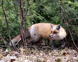 Red Fox Photo Stock. Fox Image. Close-up profile side view with a pine branches background in its environment and habitat. Picture. Portrait.