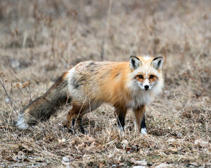 Naklejka na ściany i meble Red Fox Photo Stock. Unique fox close-up side profile view and looking at camera in the spring season in its environment and habitat with blur background. Fox Image. Picture. Portrait.