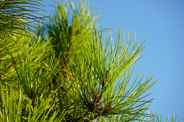 Pine tree needles and branches lightened by the sun in the foreground of blue sky