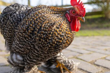 Amrock hen rooster background selective focus background blur