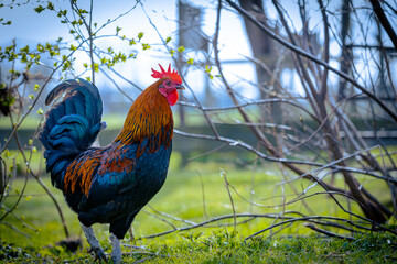 hen rooster background selective focus background blur