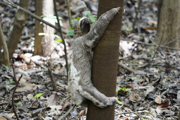 The three-toed or three-fingered sloths are arboreal neotropical mammals .They are the only members of the genus Bradypus and the family Bradypodidae. Near Mamori Lake, Amazonas- Brazil.