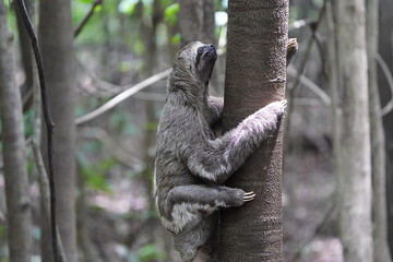 The three-toed or three-fingered sloths are arboreal neotropical mammals .They are the only members...