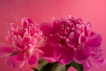 Beautiful bouquet of pink and white Peonies. Floral spring seasonal wallpaper. Close up photography softfocused peony.