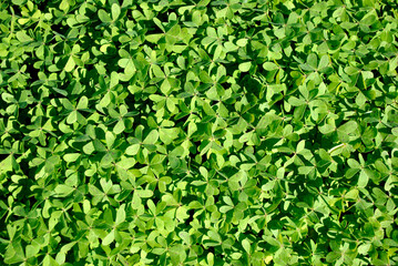 green leaves background