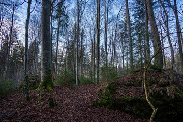 Teufelsküche, Germany - Forest in Winter