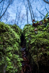 Teufelsk&uuml;che, Germany - Forest in Winter
